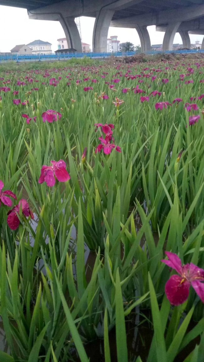 常綠鳶尾 (8).jpg