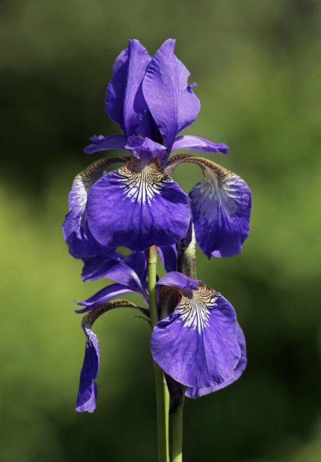 常綠鳶尾 (10).jpg