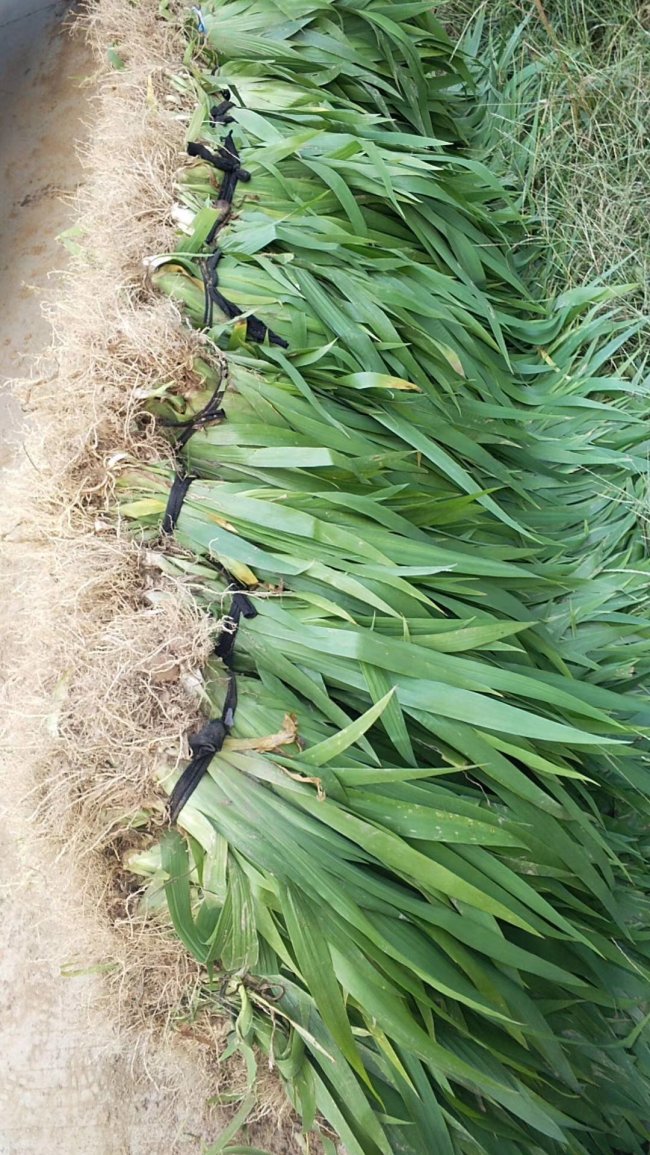 常綠鳶尾 (12).jpg