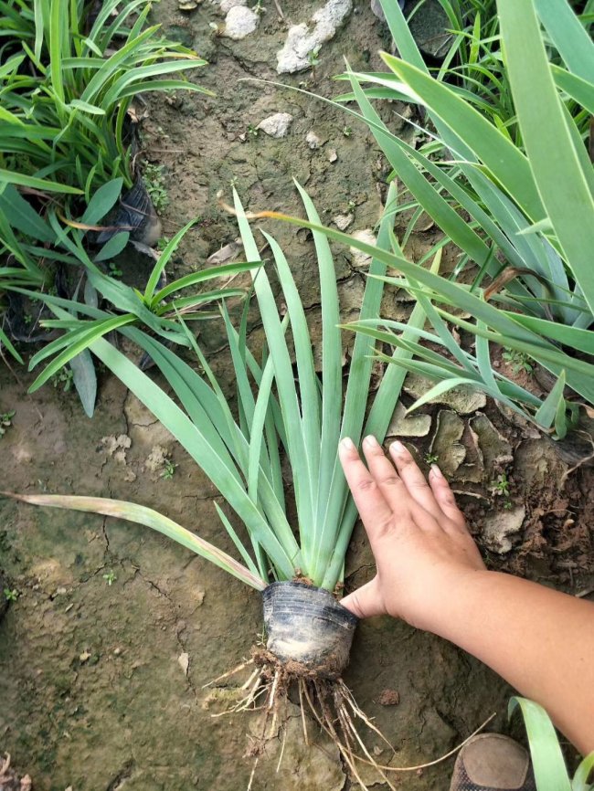 常綠鳶尾 (16).jpg