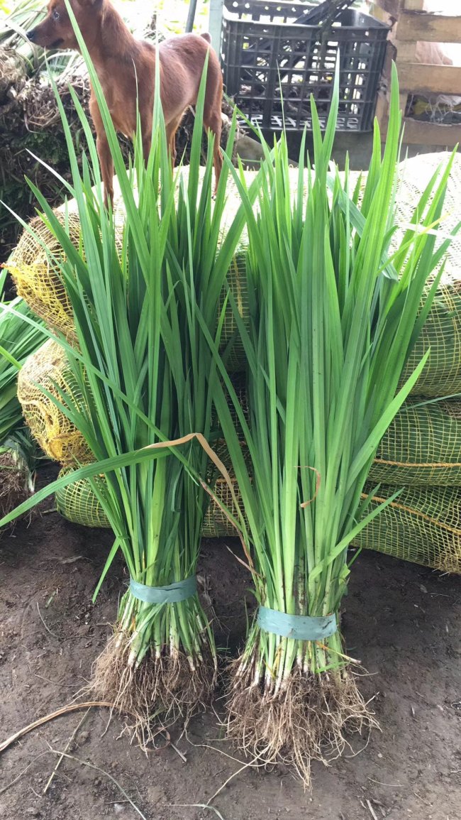 1579425001247495.jpg 菖蒲 (20).jpg