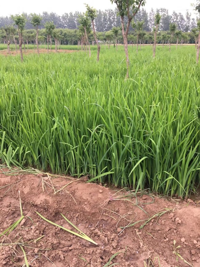 1579425010115905.jpg 菖蒲 (21).jpg