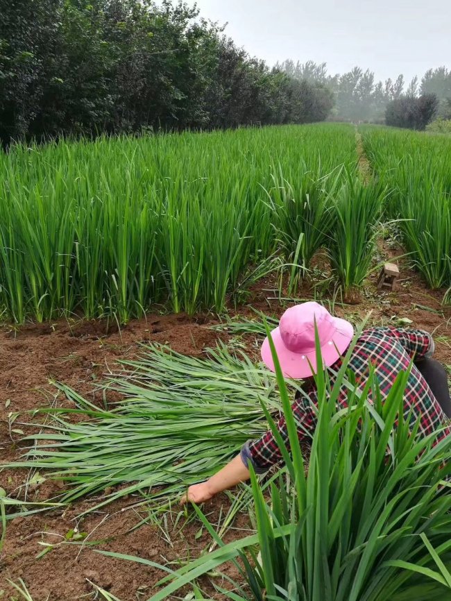 1579425037123998.jpg 菖蒲 (14).jpg