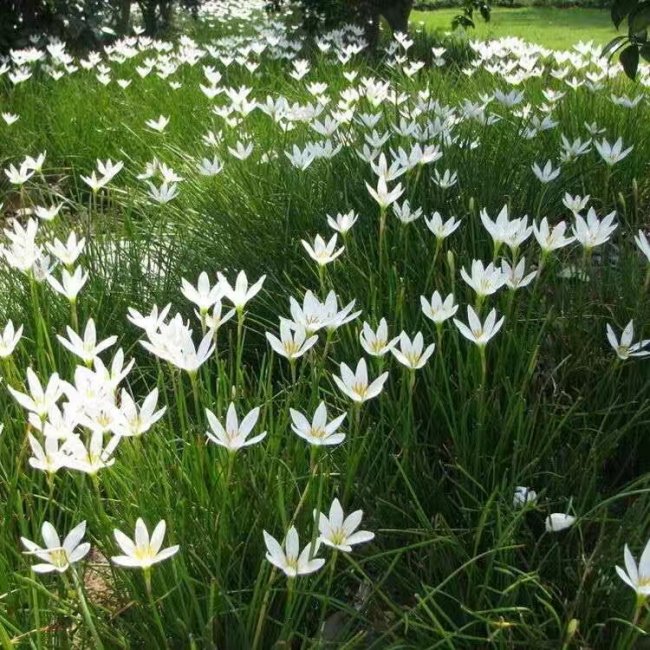 1579661254105054.jpg 蔥蘭 (25).jpg