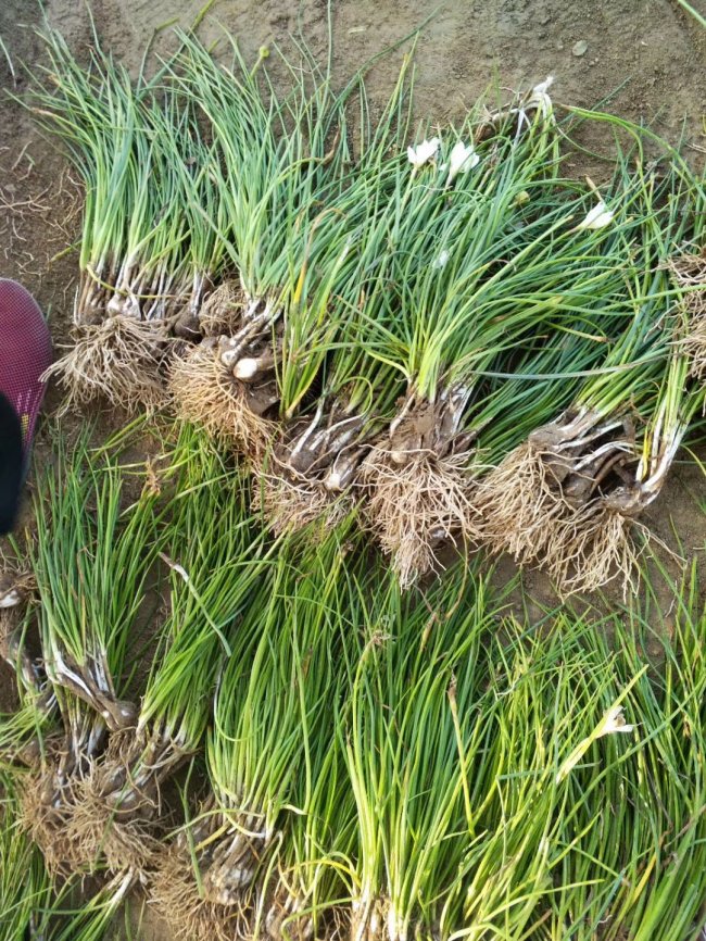 1579661415360268.jpg 蔥蘭 (10).jpg