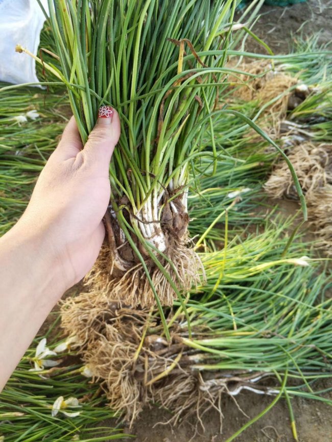 1579661528949774.jpg 蔥蘭 (8).jpg