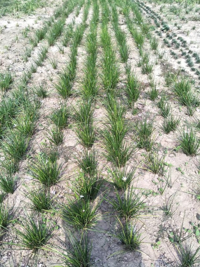 1579661791109404.jpg 蔥蘭 (6).jpg