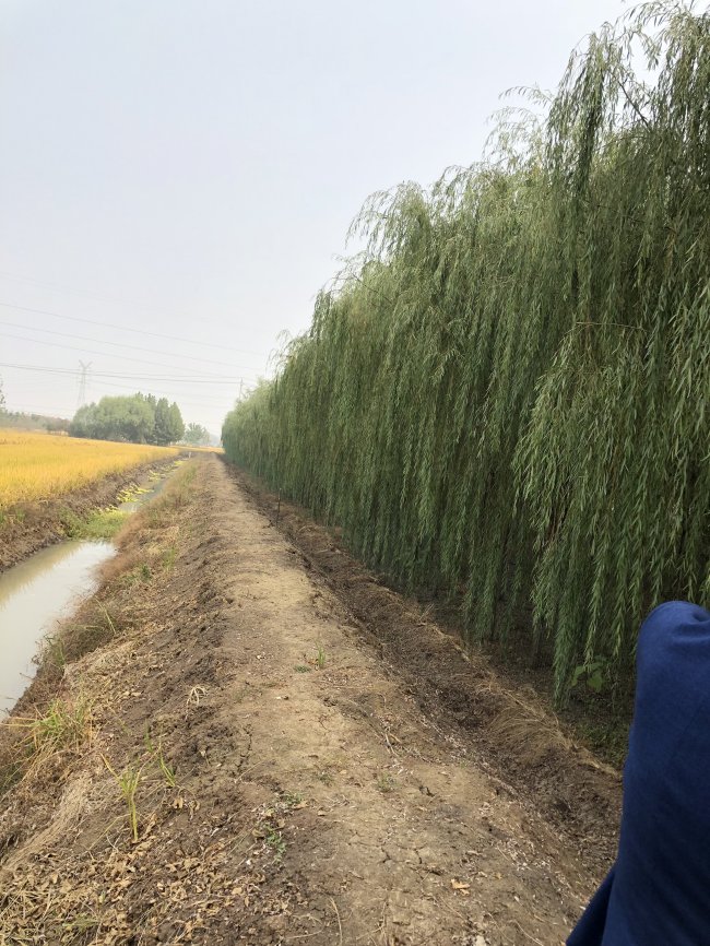 1581062356430170.jpg 垂柳.jpg