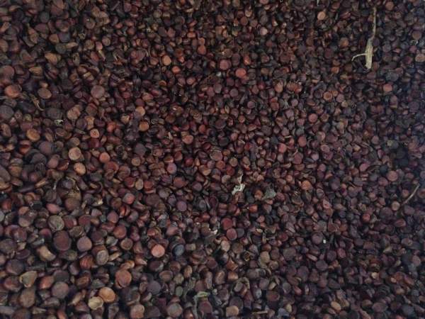 1581513273138302.jpg 菖蒲 (2).jpg