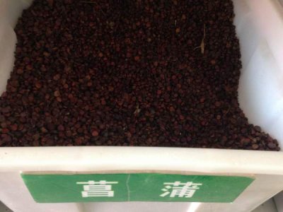 菖蒲的種子哪家好？