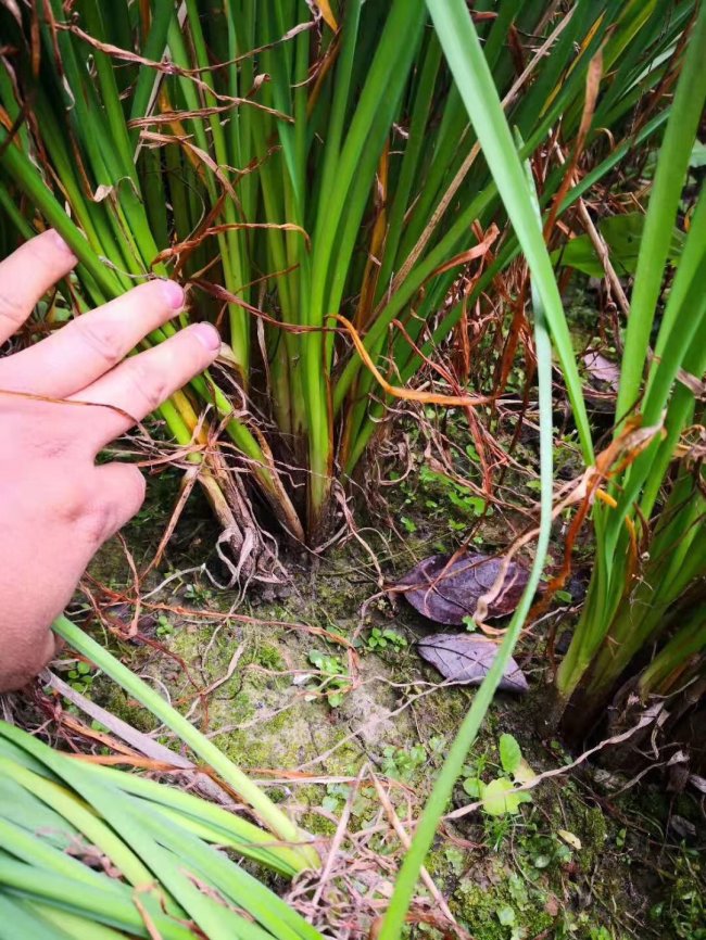 1581513367453330.jpg 菖蒲 (3).jpg