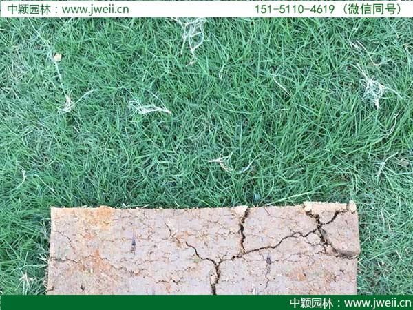 1581607179107655.jpg 臺灣草9.jpg