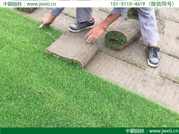 1581607202547900.jpg 臺灣草10.jpg