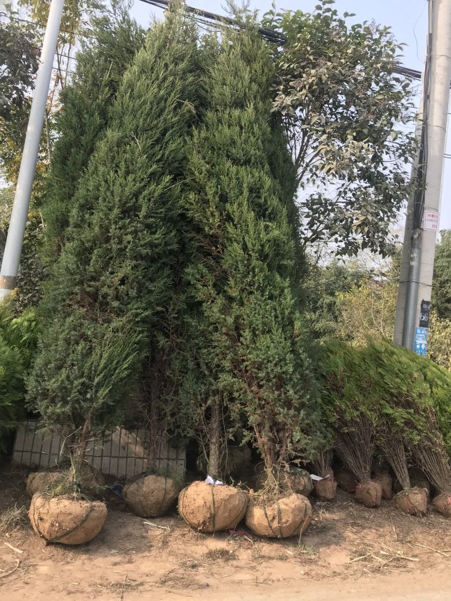 蜀檜 (11).jpg