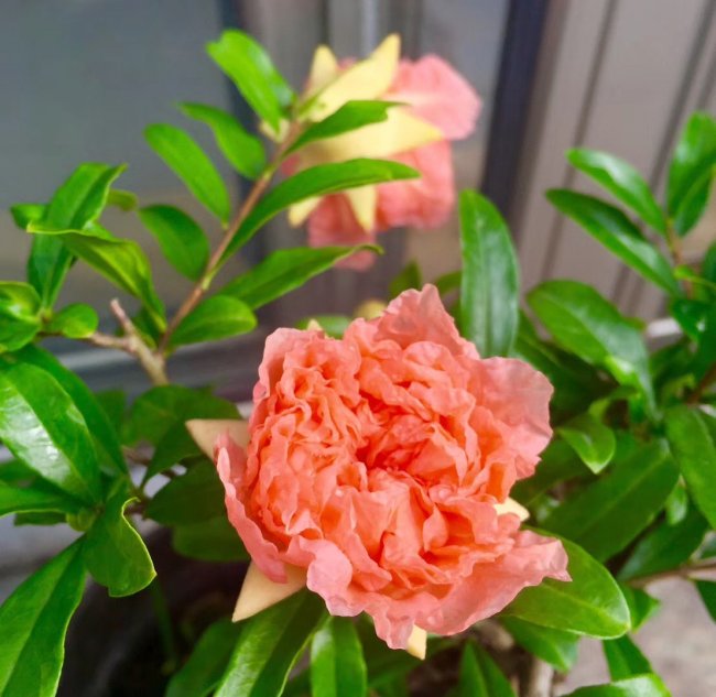 1582030147112813.jpg 石榴 (3).jpg