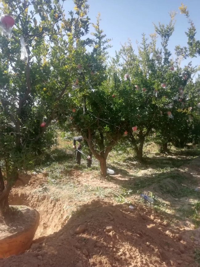 1582030516140196.jpg 花石榴 (21).jpg