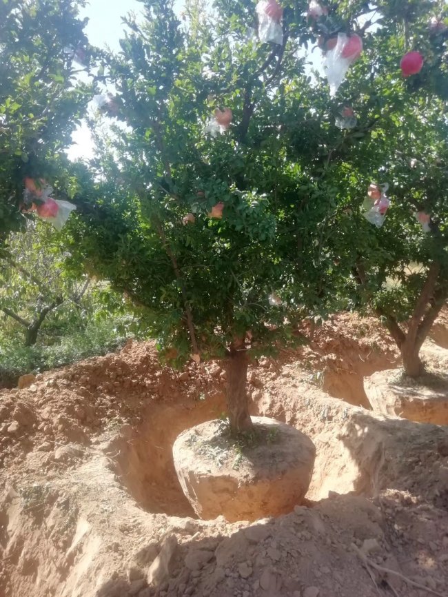 1582030547440964.jpg 花石榴 (22).jpg