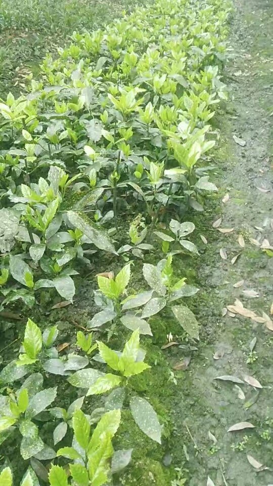 1582092554114768.jpg 灑金珊瑚 (8).jpg