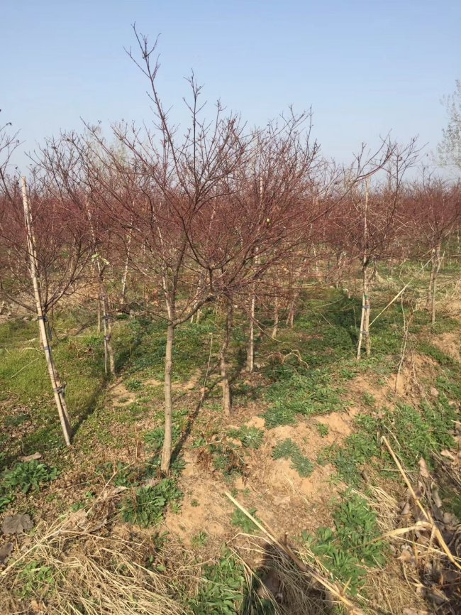 日本紅楓 (2).jpg