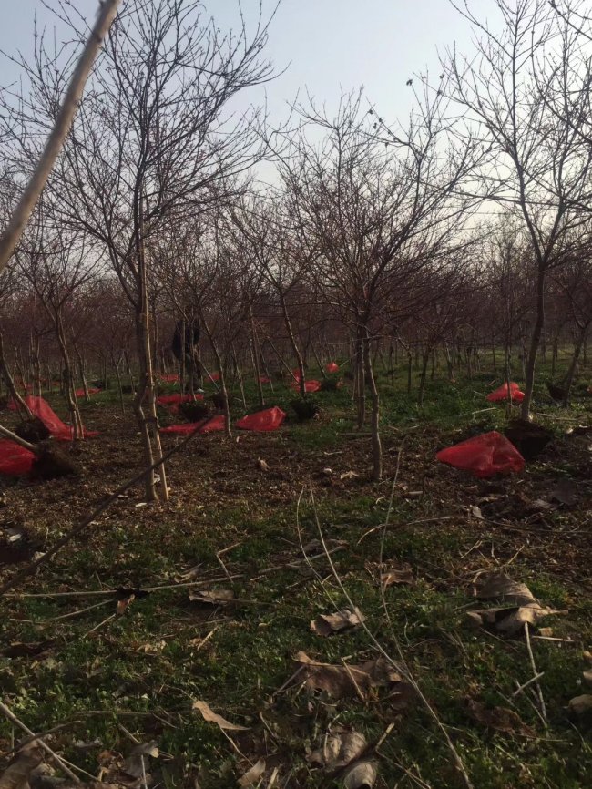 日本紅楓 (3).jpg