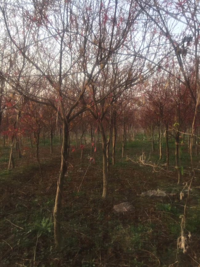 日本紅楓 (4).jpg