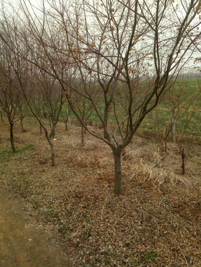 日本紅楓 (5).jpg