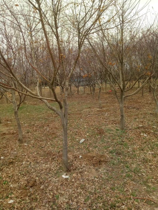 日本紅楓 (6).jpg