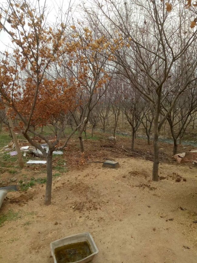 日本紅楓 (7).jpg