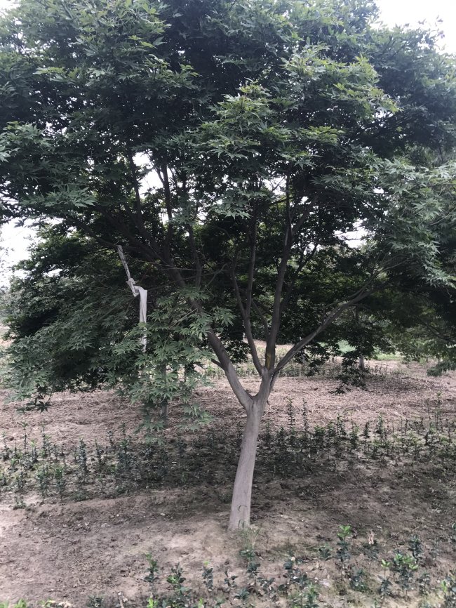 日本紅楓 (10).jpg