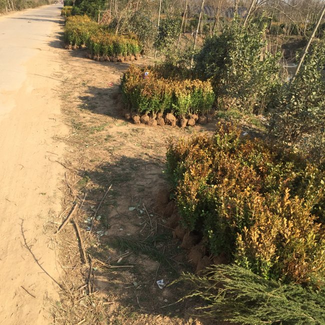 小葉黃楊 (10).jpg