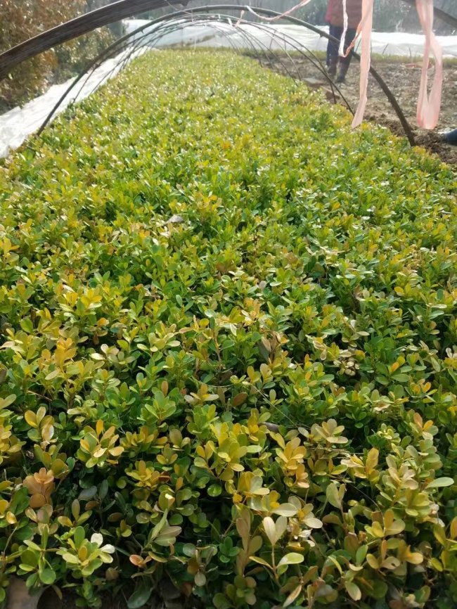 小葉黃楊 (13).jpg