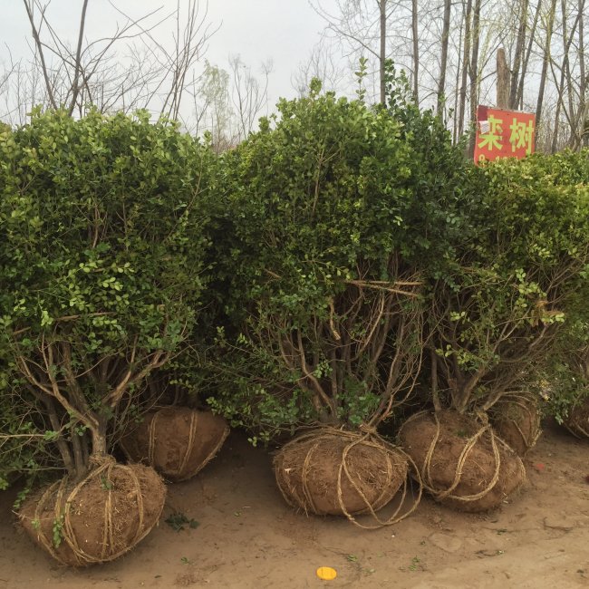 小葉黃楊 (14).jpg