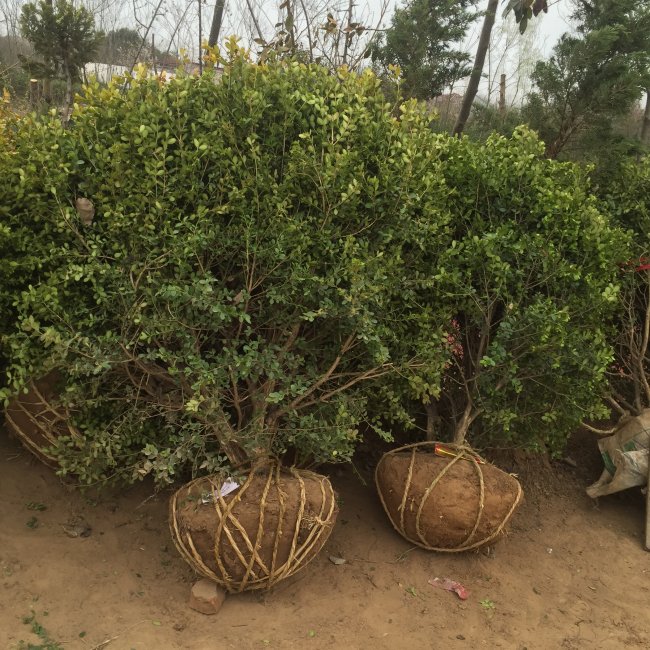 小葉黃楊 (15).jpg