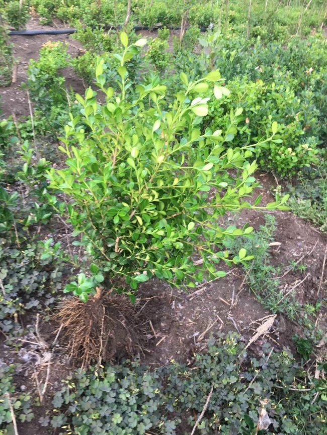 小葉黃楊 (17).jpg