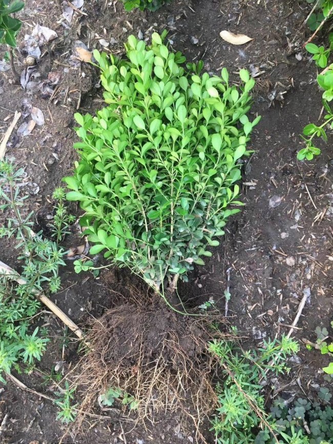 小葉黃楊 (18).jpg