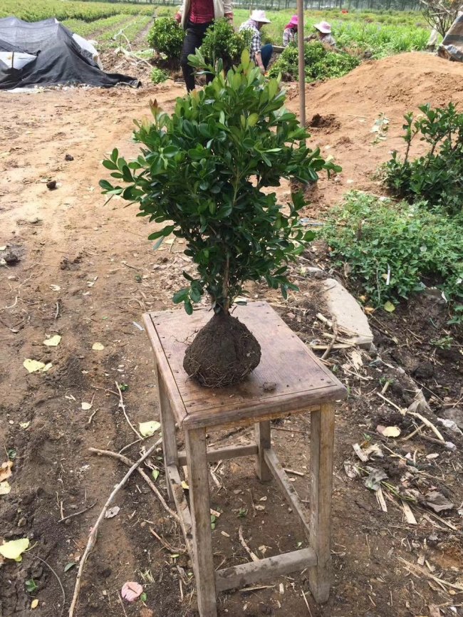 小葉黃楊 (19).jpg