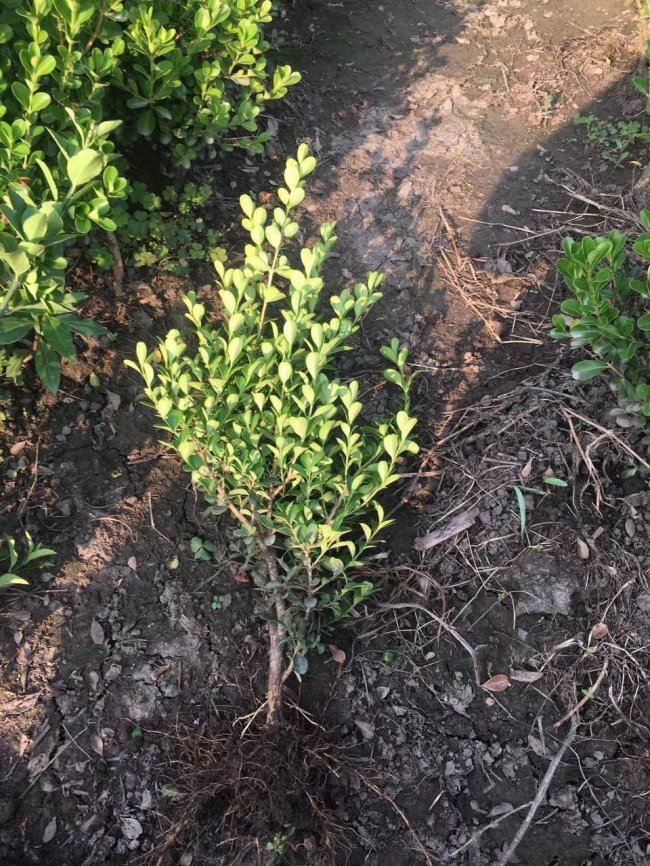 小葉黃楊 (20).jpg