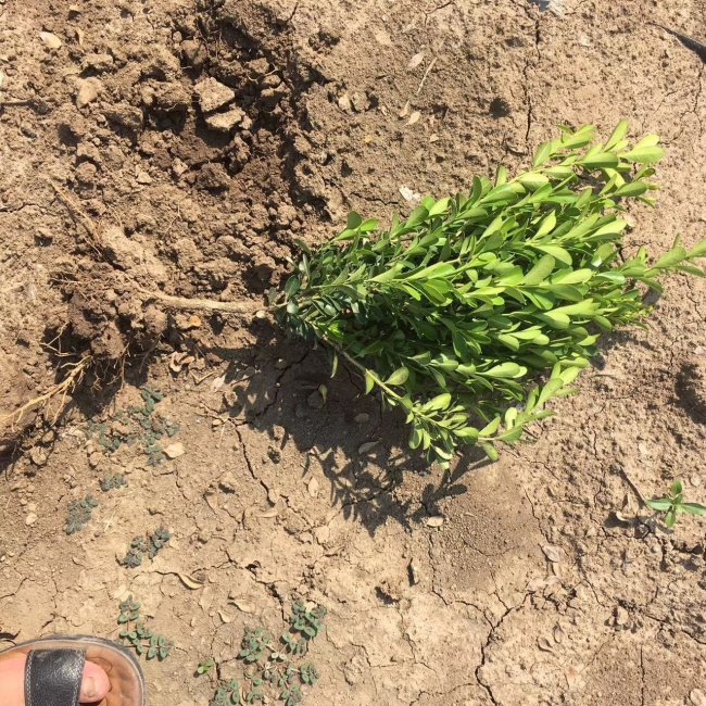 小葉黃楊 (21).jpg