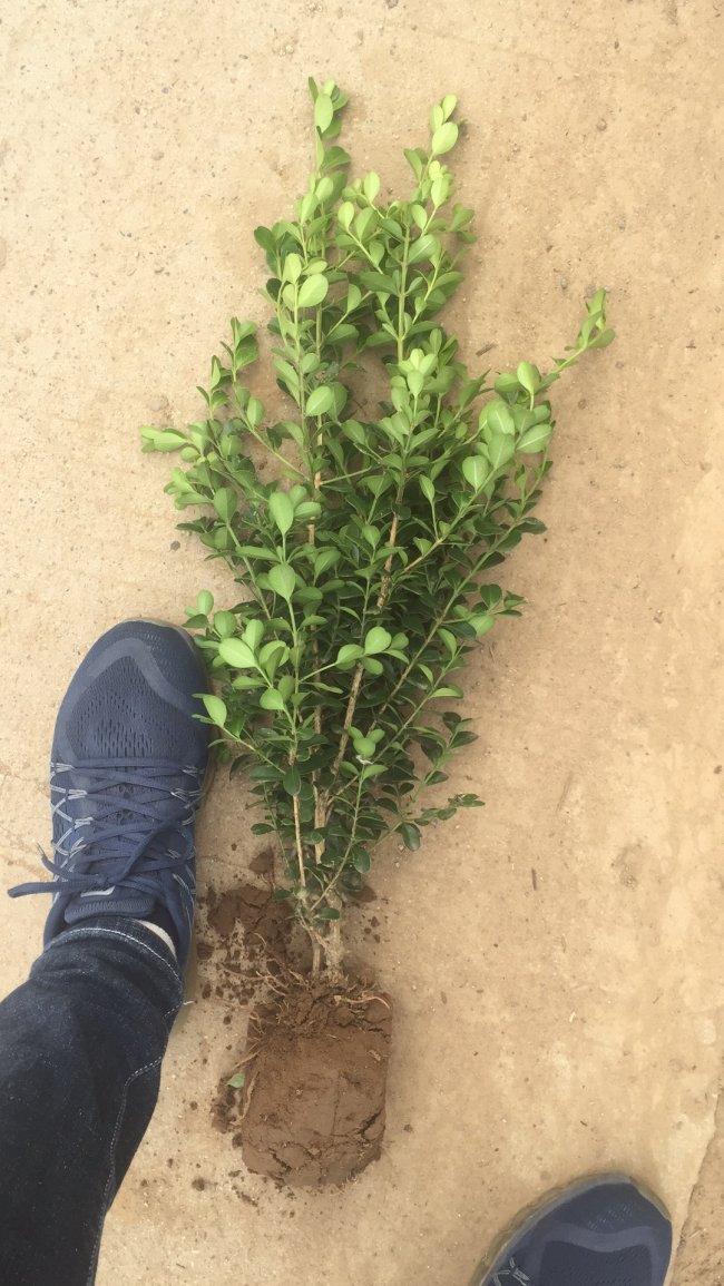 小葉黃楊 (22).jpg