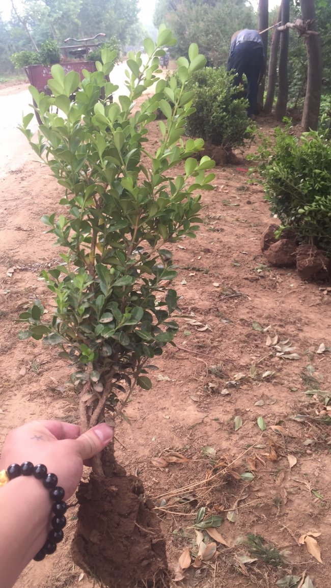 小葉黃楊 (23).jpg