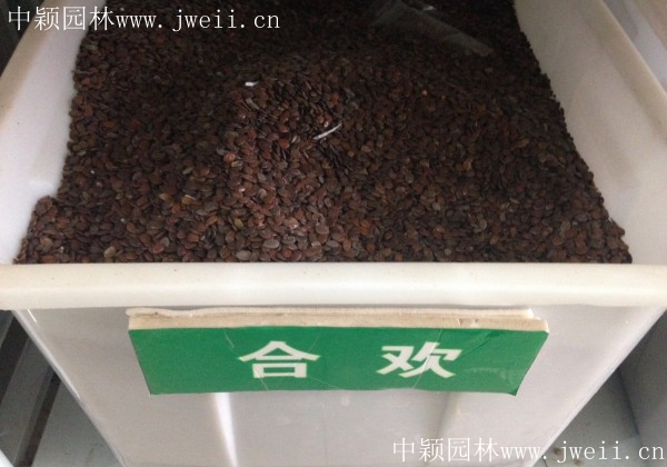 合歡種子.jpg