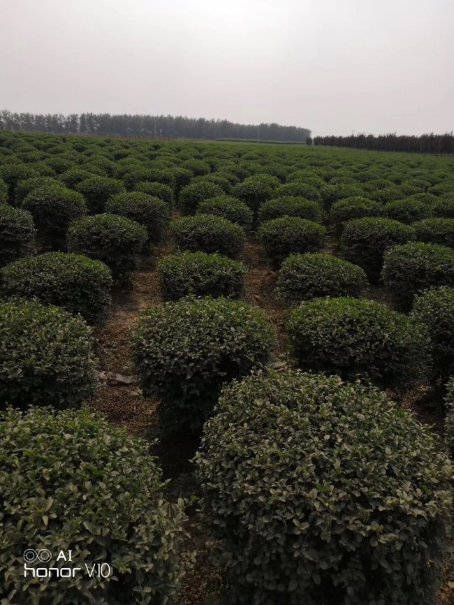 海桐 (18)的副本.jpg