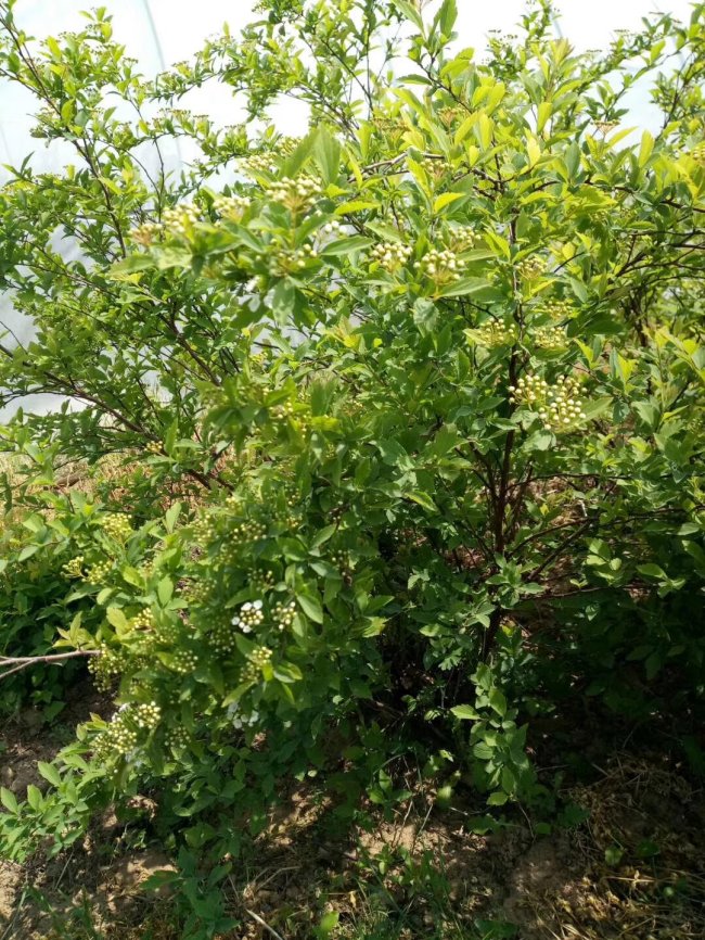 1582728556129003.jpg 貼梗海棠 (3).jpg