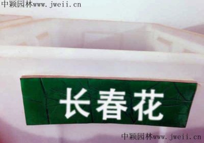 長春花種子需要催芽嗎？