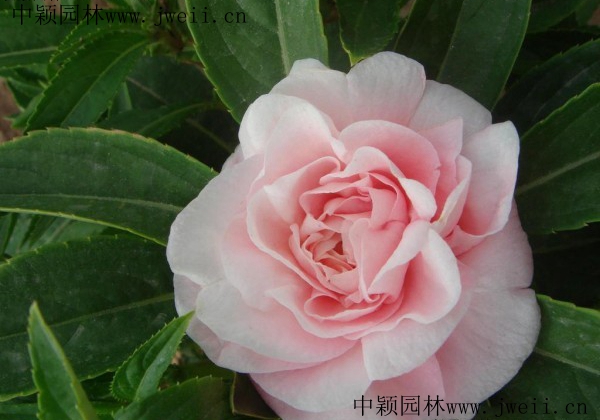長春花10.jpg