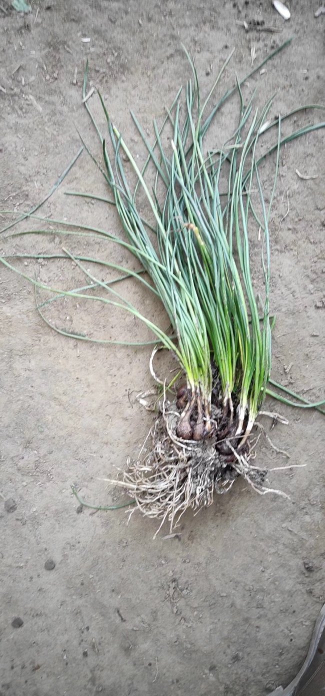 1583206615475940.jpg 蔥蘭 (2).jpg