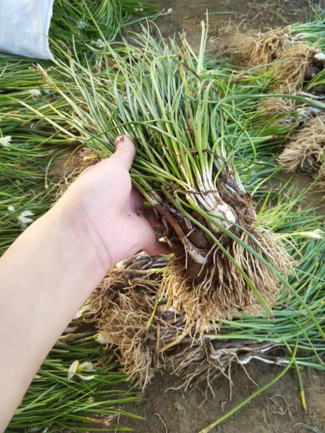 1583206678959937.jpg 蔥蘭 (7).jpg