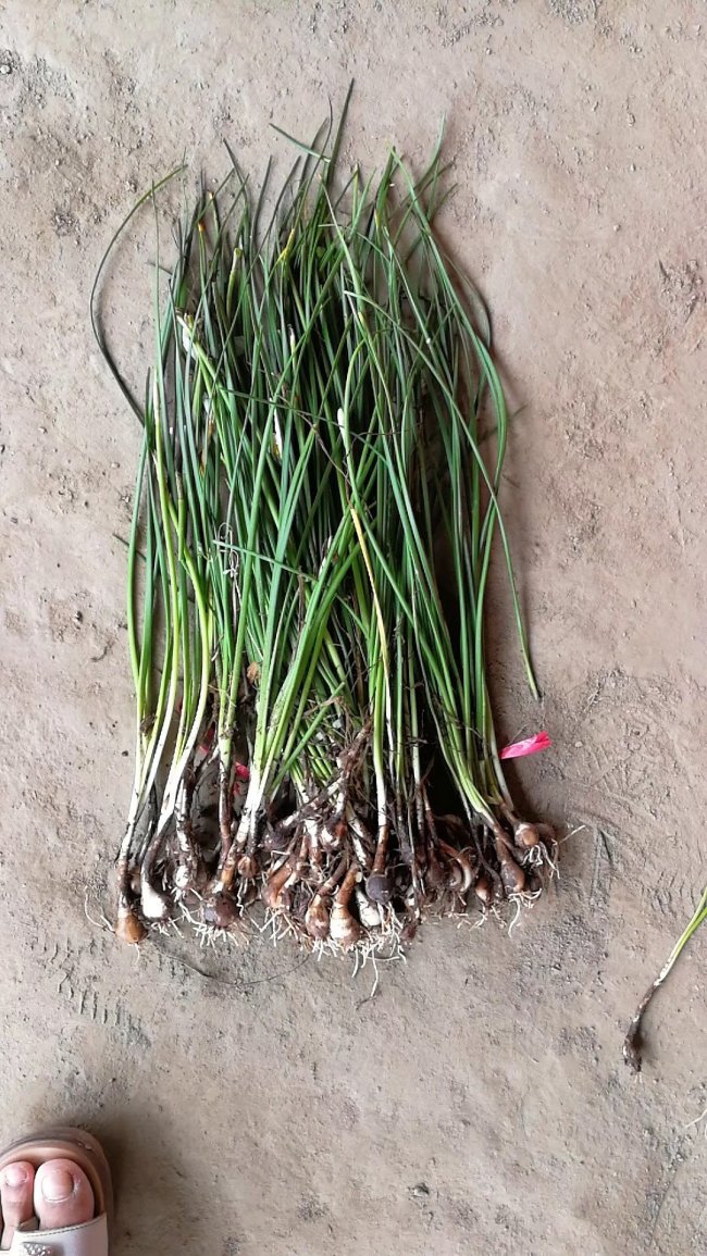 1583206811118942.jpg 蔥蘭 (13).jpg