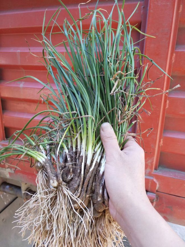 1583206823108983.jpg 蔥蘭 (20).jpg