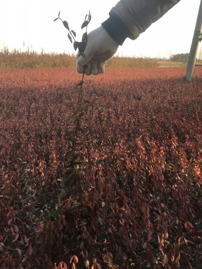 1583208695841566.jpg 扶芳藤.jpg